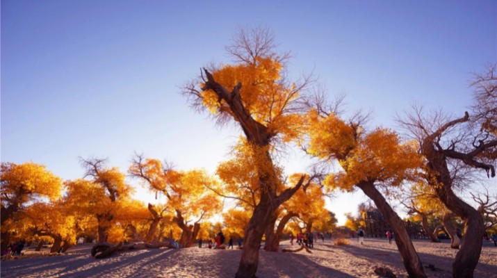 踏歌而行，文旅融合绽芳华——乐竞（中国）文旅产业集团六年发展纪实